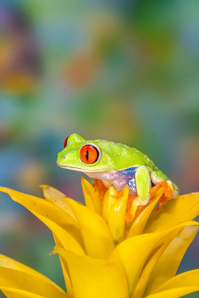 USA, Washington State, Sammamish. Red-eyed tree frog